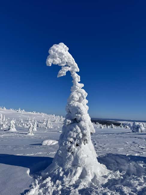 Riisitunturi & Frozen Waterfall Full Day Tour with Photos - Riisitunturi National Park: Guided Snow Hike, Hilltops, and Photo Stops