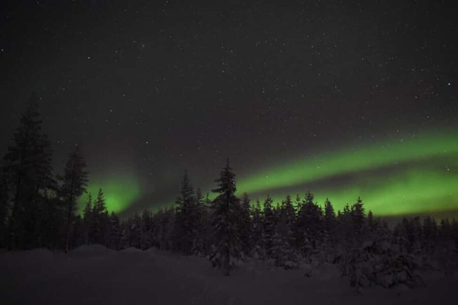Rovaniemi: 2km Aurora Reindeer Safari Through the Forest - 40 minutes on a reindeer sled caravan, guided and low stress