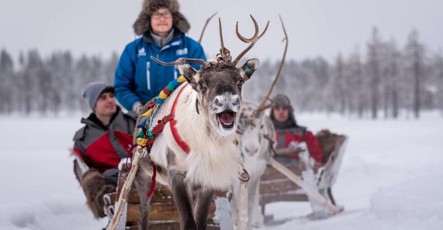 Rovaniemi: 2km Reindeer Sled Ride Through the Forest - The real appeal of a 40-minute reindeer ride in Finnish Lapland