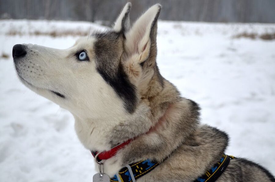 Rovaniemi: 7km Self-Drive Husky Sleigh Ride Adventure - From Rovaniemi to the Snowy Trail: The Ride Out Is Part of the Story