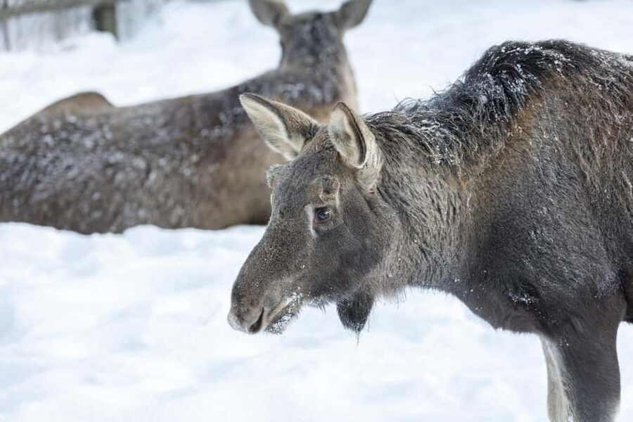 Rovaniemi: All-Inclusive Ranua Zoo Excursion & Aurora Dinner - Back to Rovaniemi: how to use your 3-hour free window