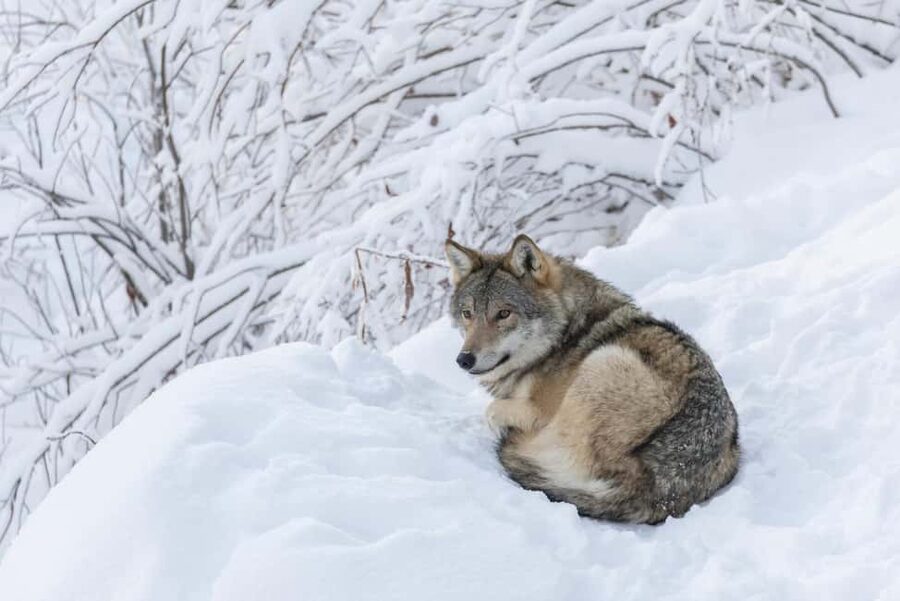 Rovaniemi: All-Inclusive Ranua Zoo Excursion & Aurora Dinner - The Northern Lights hunt: prime locations, real waiting time, and dark skies