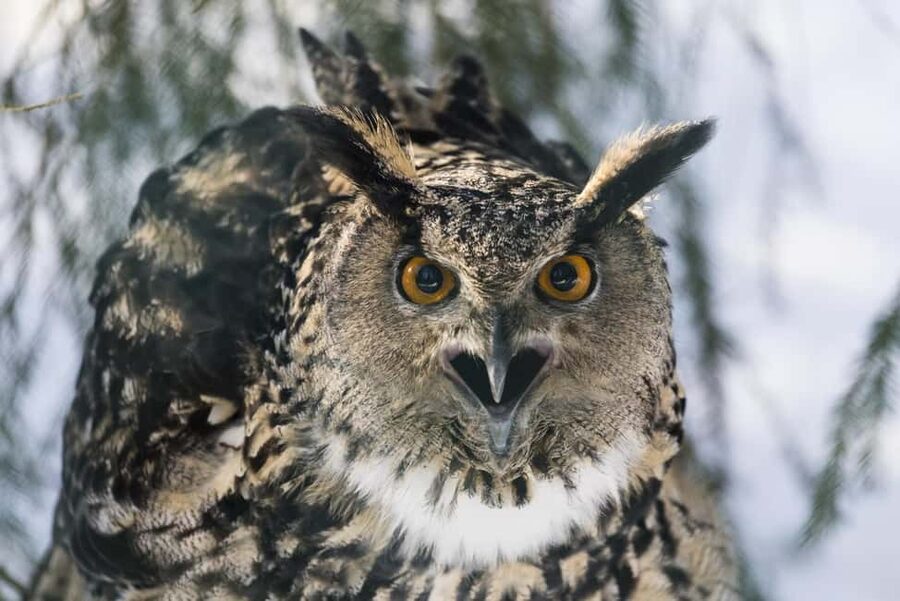 Rovaniemi: All-Inclusive Ranua Zoo Excursion & Aurora Dinner - What to pack for a full day of Arctic walking and evening cold