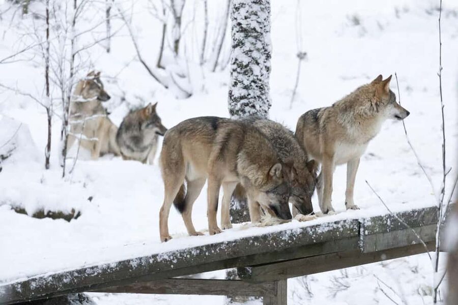 Rovaniemi: All-Inclusive Ranua Zoo Excursion & Aurora Dinner - Price and value: does $233 per person make sense here?