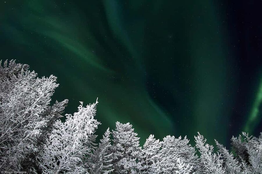 Rovaniemi: All-Inclusive Ranua Zoo Excursion & Aurora Dinner - Morning pickup in Rovaniemi and the one-hour ride to Ranua