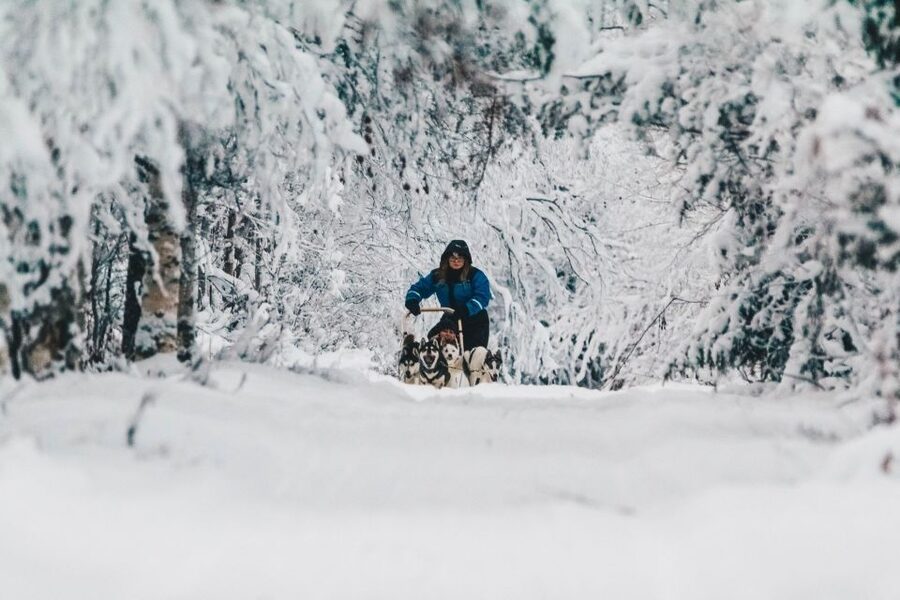 Rovaniemi: Apukka Husky Adventure 7km, self-driven - Key points you should care about