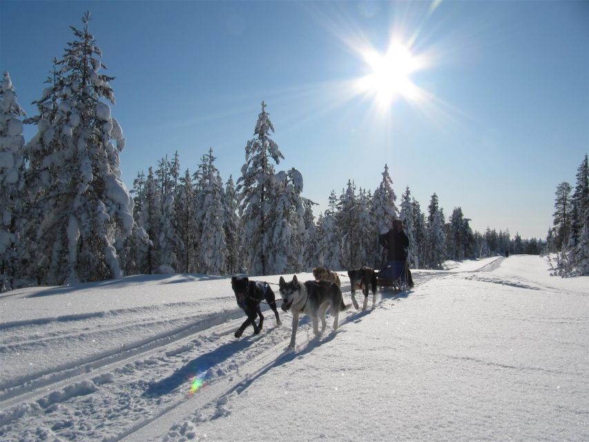 Rovaniemi: Apukka Husky Adventure 7km, self-driven - From Pickup to Apukka: Where the timing can make or break your morning