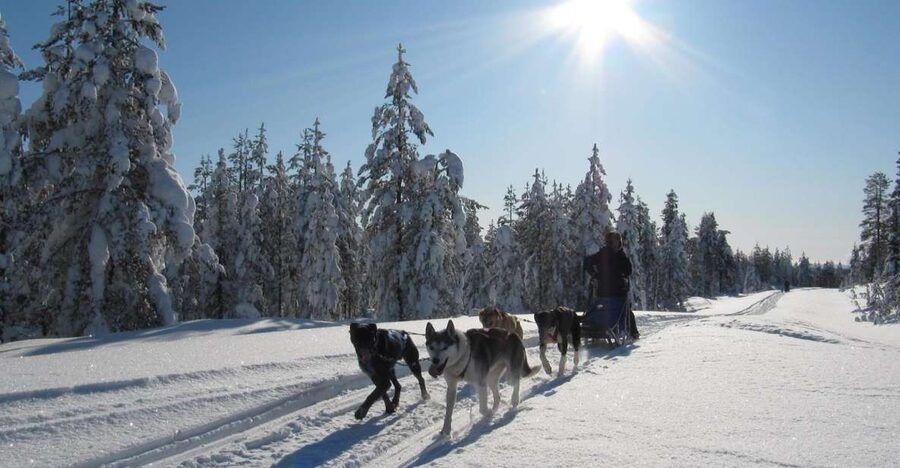 Rovaniemi: Apukka Husky Adventure 7km, self-driven - Driving 7 km: what it feels like to be the musher