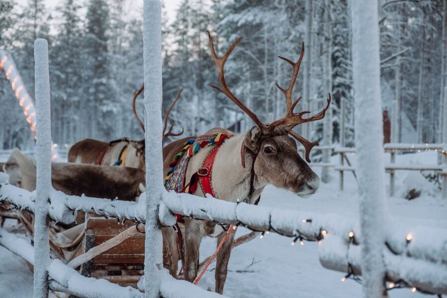 Rovaniemi: Apukka Reindeer Journey - A Calm, Classic Way to Experience Rovaniemi on Reindeer Power