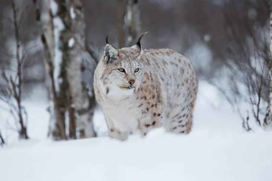 Rovaniemi: Arctic Animals Sleigh Rides and Wildlife Zoo - Who this tour fits best