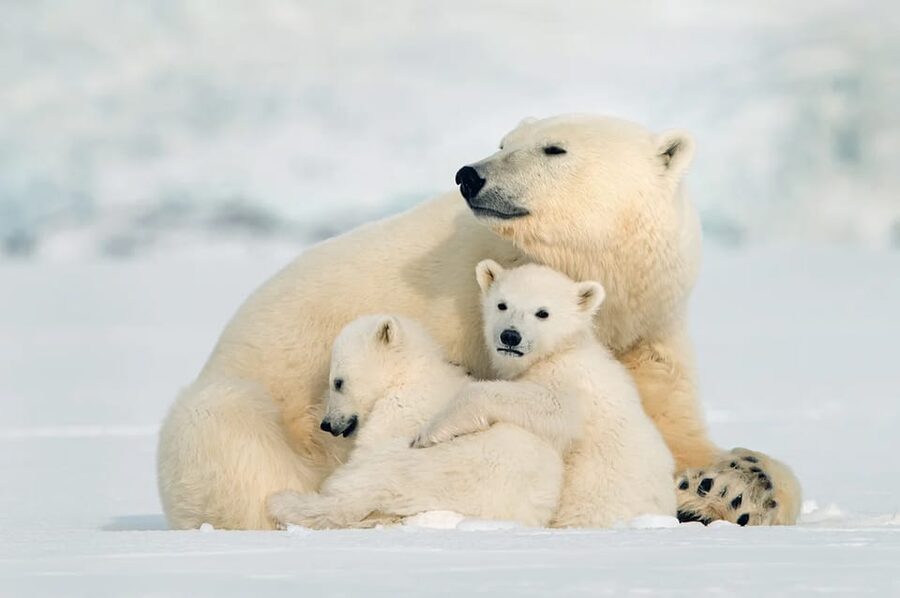 Rovaniemi: Arctic Animals Sleigh Rides and Wildlife Zoo - Weather and snow rules you should actually plan for