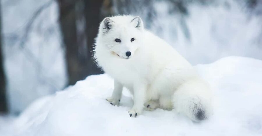 Rovaniemi: Arctic Animals Sleigh Rides and Wildlife Zoo - Guides and pacing: the difference between okay and memorable