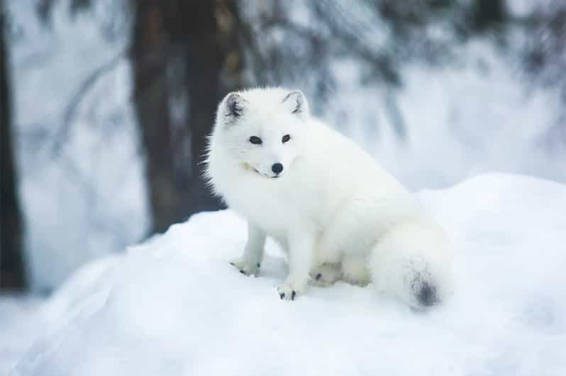 Rovaniemi: Arctic Animals Sleigh Rides and Wildlife Zoo - Price and value: is $340 per person fair?