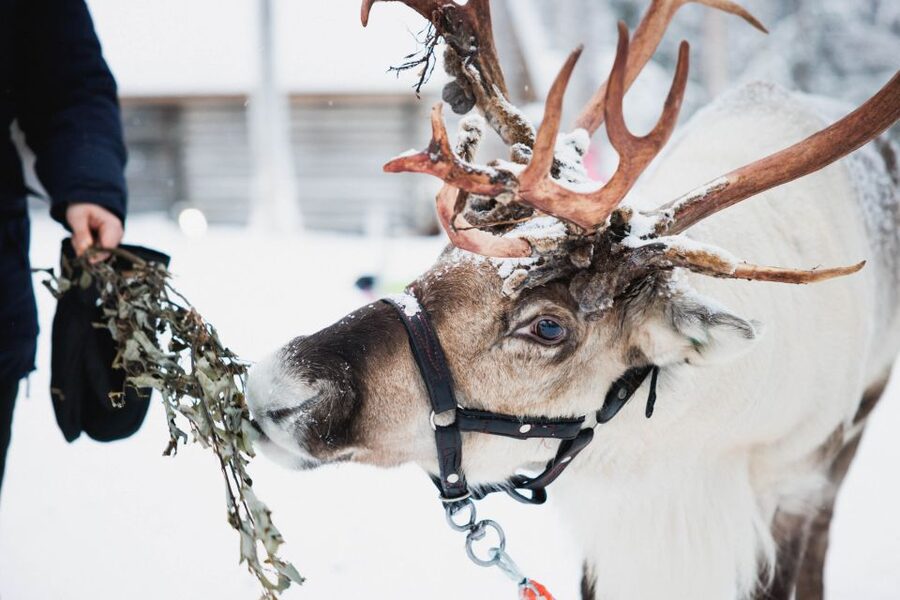 Rovaniemi: Arctic Circle Highlights by Snowmobile - Arctic Circle Snowmobiling With Reindeer, Huskies, and Santa, The Big Picture