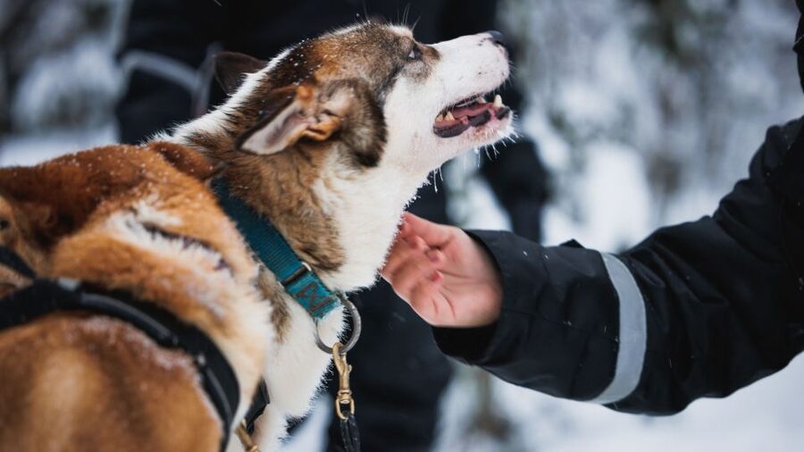 Rovaniemi: Arctic Circle Highlights by Snowmobile - Key Highlights That Make This One Worth It