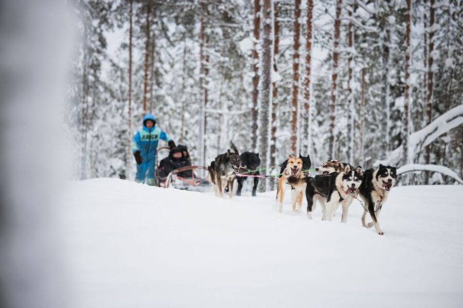 Rovaniemi: Arctic Circle Highlights by Snowmobile - Reindeer Farm Time, the 500m Sledge Ride and the License Moment
