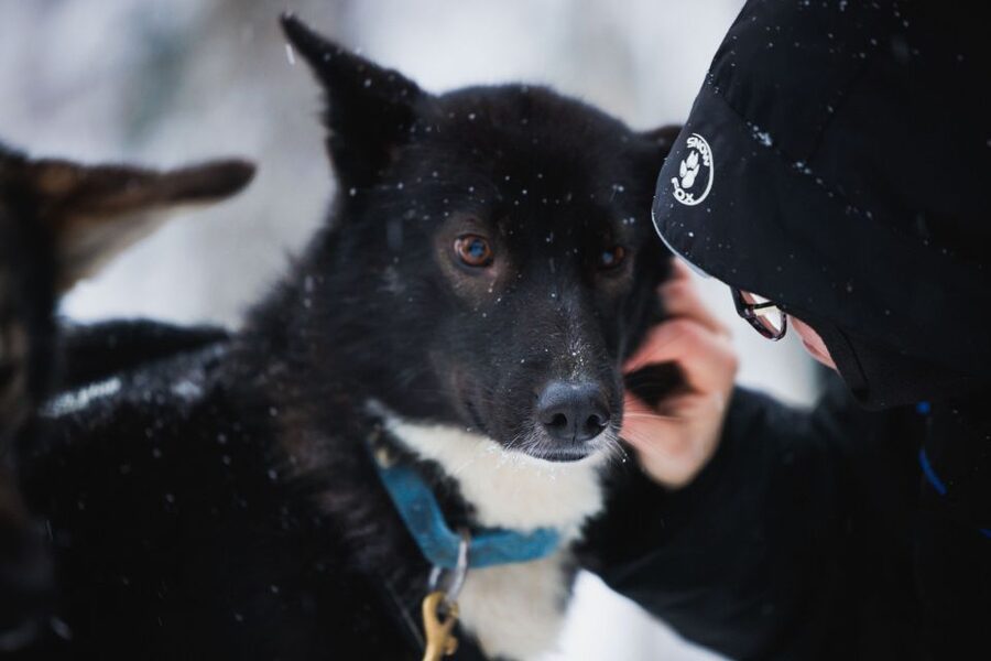 Rovaniemi: Arctic Circle Highlights by Snowmobile - Husky Sleigh Ride, Why the 500m Portion Feels Like Enough