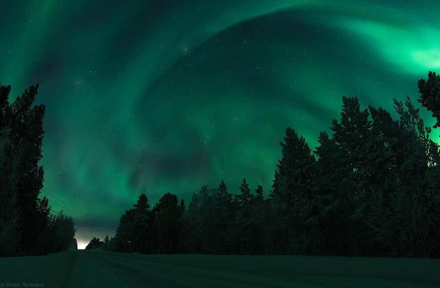 Rovaniemi Aurora Fire & Flavour - Arctic Gastronomy Tour - The Forest Walk: Stories About Lapland and Your First Taste of the Night