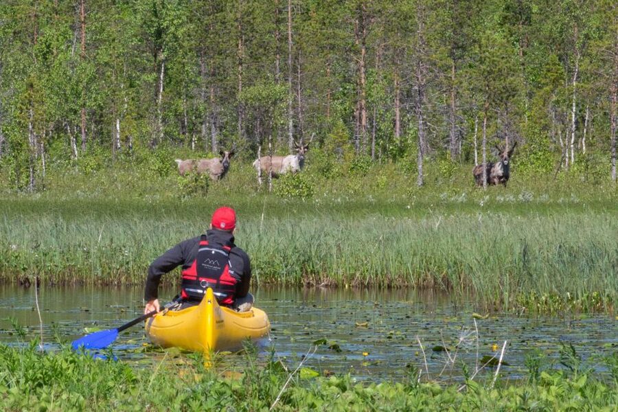 Rovaniemi: Authentic Reindeer Farm & Canoeing - Key Highlights That Make This Tour Worth Your Time