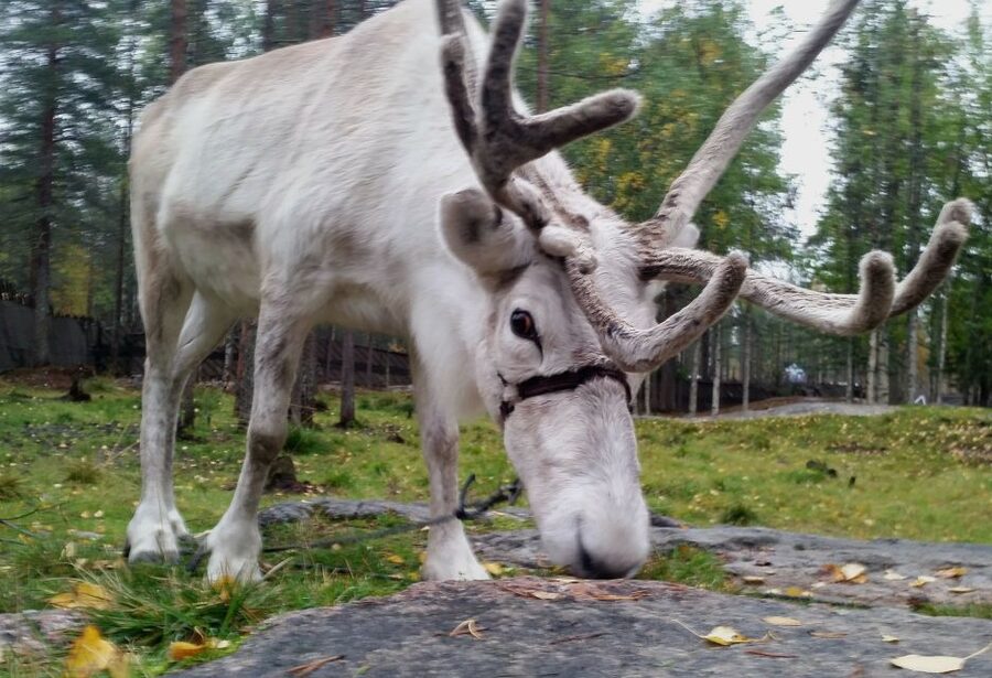 Rovaniemi: Authentic Reindeer Farm & Canoeing - Feeding Lichen and Listening to Herding Stories by the Campfire