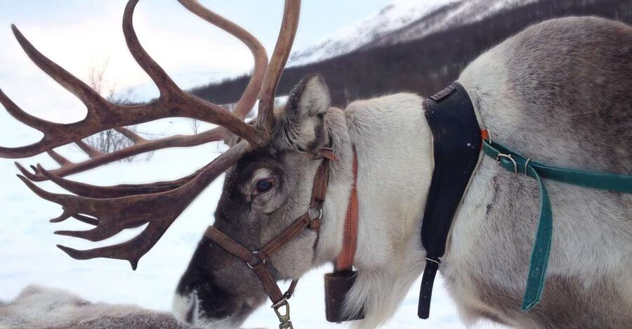 Rovaniemi: Authentic Reindeer Farm Visit & Short Sleigh Ride - Key takeaways before you go