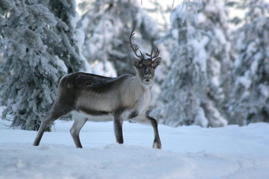 Rovaniemi: Authentic Reindeer Farm Visit & Short Sleigh Ride - Guides in English, French, Spanish, and what good hosting looks like