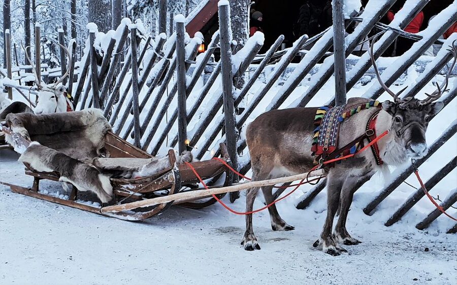 Rovaniemi: Authentic Reindeer Farm Visit & Short Sleigh Ride - From pick-up to farm entry: how the 2.5 hours actually flows