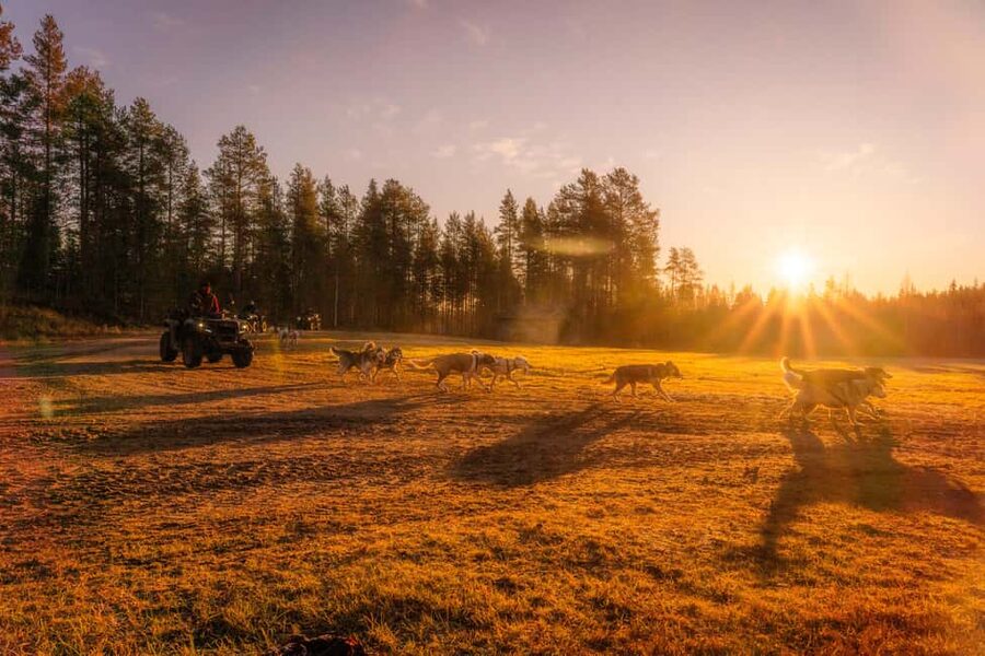 Rovaniemi: Autumn Husky Cart Ride with Hot Drink & Pickup - Key things to know before you go