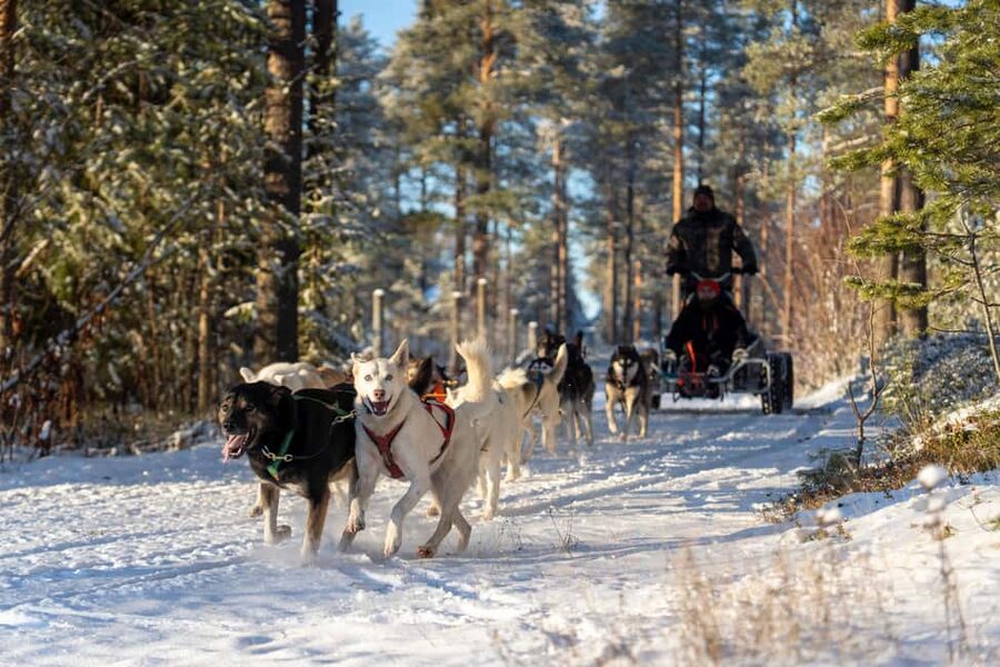 Rovaniemi: Autumn Husky Cart Ride with Hot Drink & Pickup - Inside a Traditional Husky Kennel: Meeting Dogs Up Close