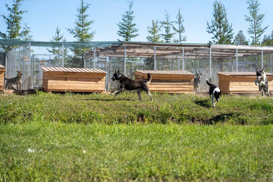 Rovaniemi: Autumn Husky Cart Ride with Hot Drink & Pickup - Who Should Book This Autumn Husky Cart Ride