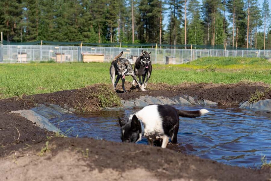 Rovaniemi: Autumn Husky Cart Ride with Hot Drink & Pickup - Weather, Clothing, and Comfort on Real Lapland Timelines