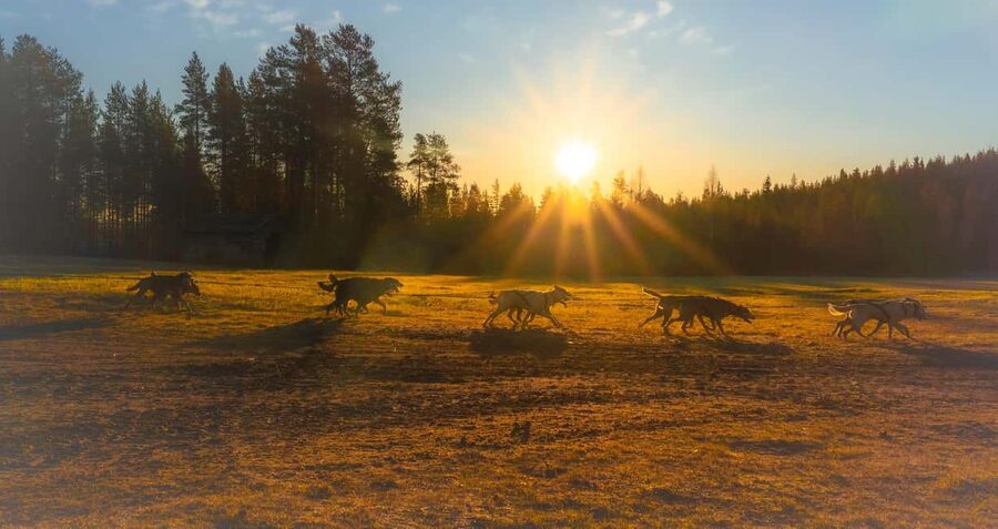 Rovaniemi: Autumn Husky Cart Ride with Hot Drink & Pickup - Pickup to Kennel: How the 4 Hours Usually Feel