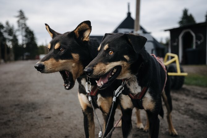 Rovaniemi: Born to Run 4km Self driven Husky Cart tour in Autumn - Why a self-driven 4 km husky cart feels different in Rovaniemi