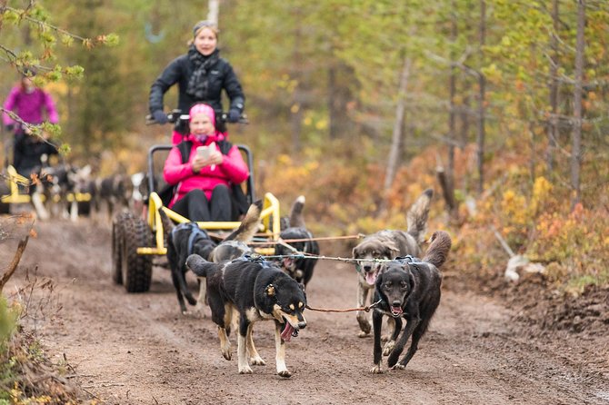 Rovaniemi: Born to Run 4km Self driven Husky Cart tour in Autumn - The day’s flow: 9:00 am start at Sinettäjärventie 8