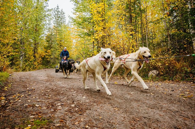 Rovaniemi: Born to Run 4km Self driven Husky Cart tour in Autumn - What happens at Bearhill Husky before you drive