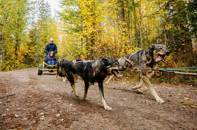 Rovaniemi: Born to Run 4km Self driven Husky Cart tour in Autumn - Driving a dog cart on a 4 km wooded trail: what you should be ready for