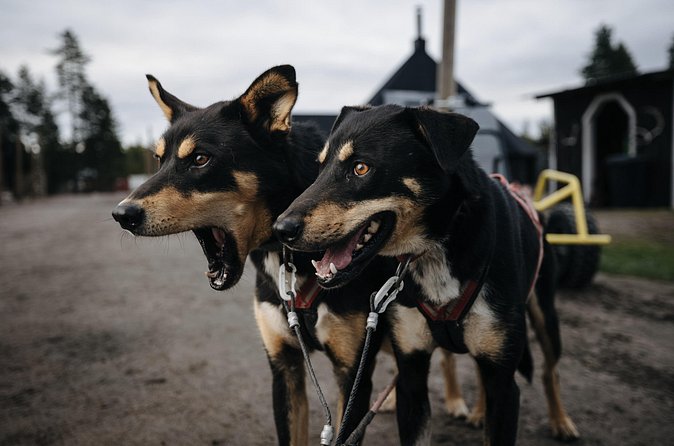 Rovaniemi: Born to Run 4km Self driven Husky Cart tour in Autumn - Staying warm in Finnish autumn: outer clothing, hot juice, and simple comfort wins