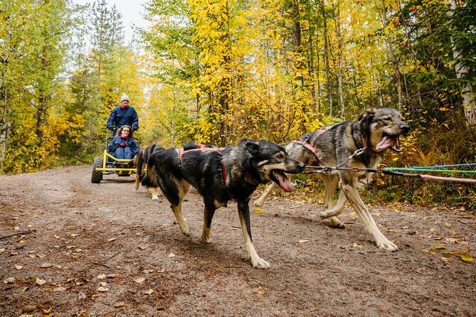 Rovaniemi: Born to Run 4km Self driven Husky Cart tour in Autumn - Bearhill Husky and the real reason conditioning is part of the story
