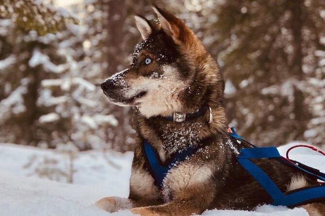 Rovaniemi: Drive Your Own Husky Team (6-10 km) & BBQ - Why Self-Driven Mushing Feels So Intense in Rovaniemi