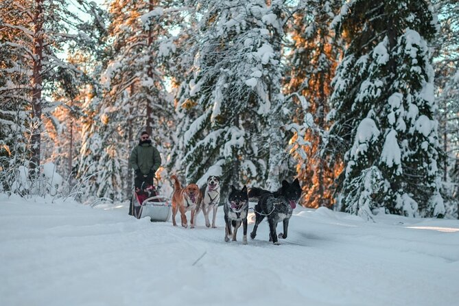 Rovaniemi: Drive Your Own Husky Team (6-10 km) & BBQ - Meeting the Huskies Like You Actually Have Time for Them