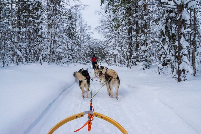 Rovaniemi: Drive Your Own Husky Team (6-10 km) & BBQ - Price and Value: What $274.59 Buys You Here