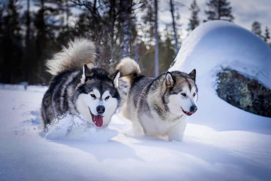 Rovaniemi: Drive Your Own Husky Team (6-10 km) & BBQ - The 6 to 10 km self-driven safari through snow forests and frozen lakes