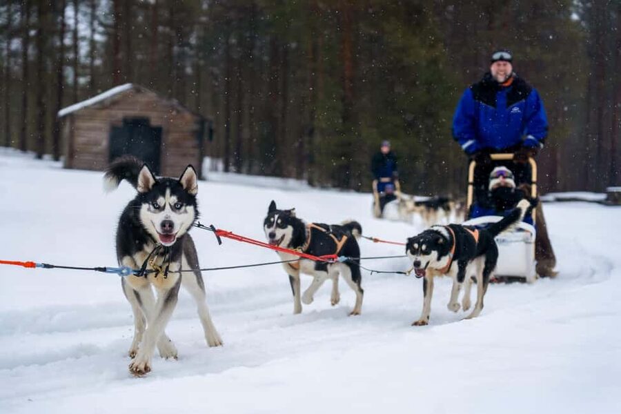 Rovaniemi: Drive Your Own Husky Team (6-10 km) & BBQ - Safety, comfort, and how guides keep the day moving in real winter