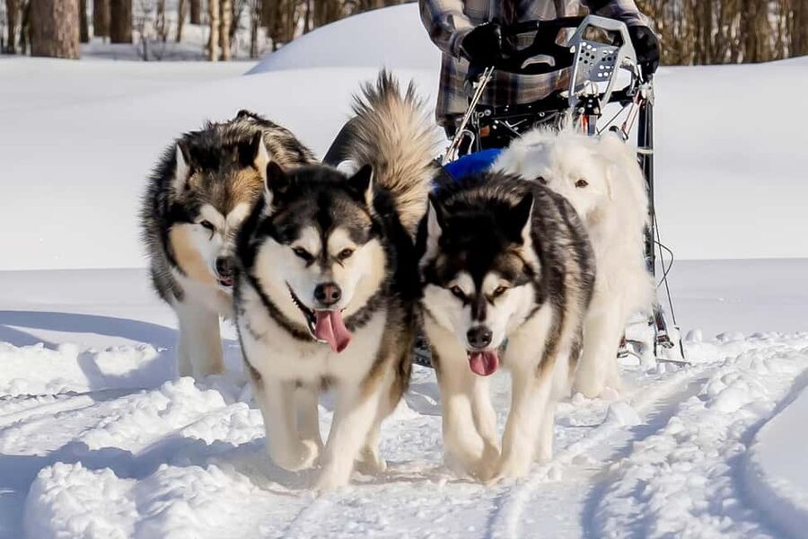 Rovaniemi: Drive Your Own Husky Team (6-10 km) & BBQ - The fire-side hot drinks and Lapland BBQ after the ride