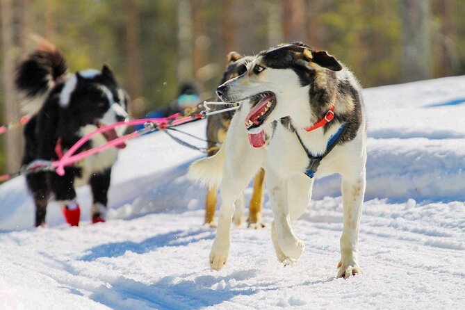 Rovaniemi: Drive Your Own Husky Team (6–10 km) & BBQ - Pickup from Rovaniemi in a 2025 Ford Tourneo 4x4 van