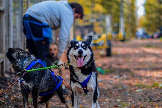 Rovaniemi: Drive Your Own Husky Team (Autumn) & BBQ - Key Highlights You’ll Want to Know