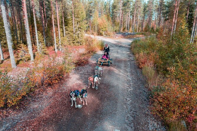 Rovaniemi: Drive Your Own Husky Team (Autumn) & BBQ - Self-Drive Husky Team in Autumn: Why This Rovaniemi Timing Feels Right