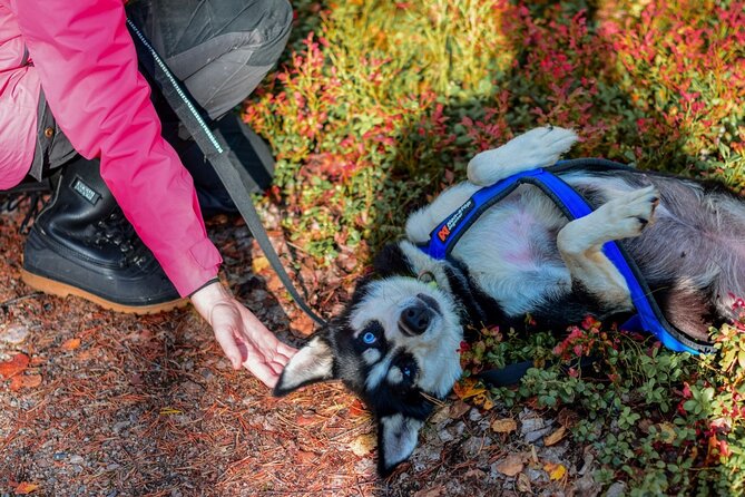 Rovaniemi: Drive Your Own Husky Team (Autumn) & BBQ - The BBQ Finish: Warm Food and Lapland Atmosphere at the End
