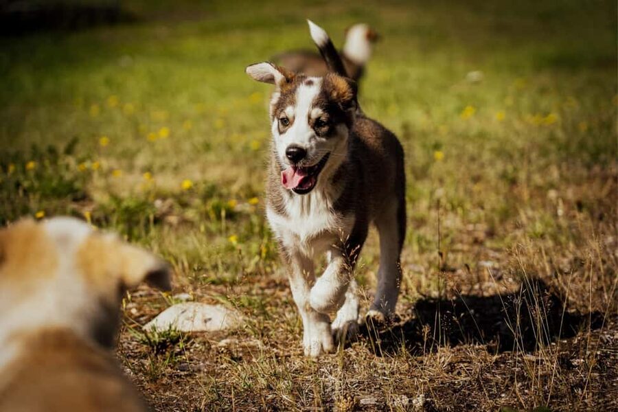 Rovaniemi: Drive Your Own Husky Team (Autumn) & BBQ - Small group, in-house operation, and why that affects your day