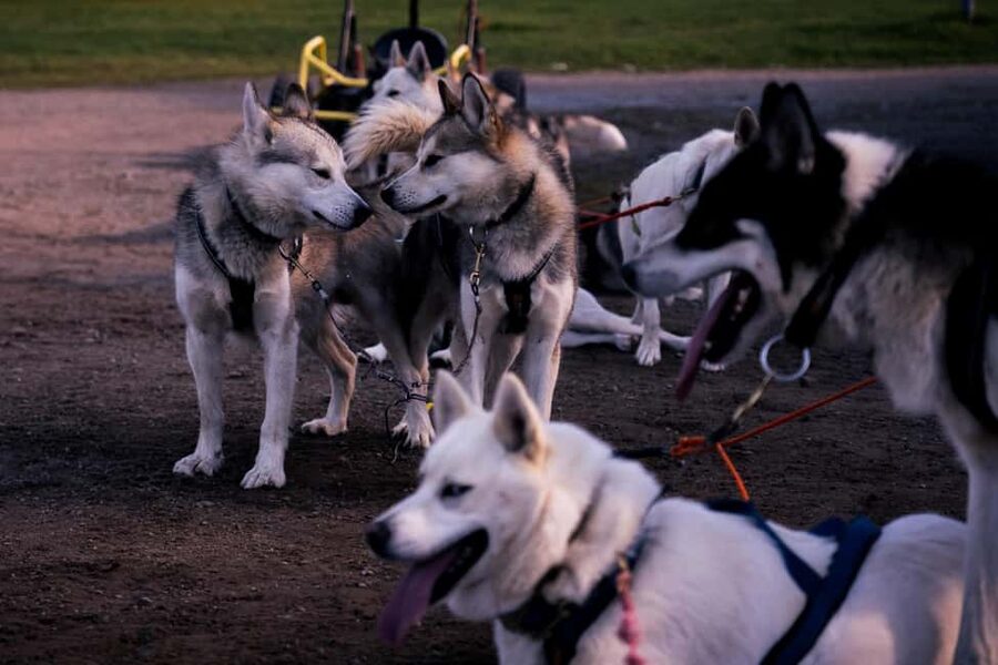 Rovaniemi: Drive Your Own Husky Team (Autumn) & BBQ - Practical tips for a smooth, comfortable day